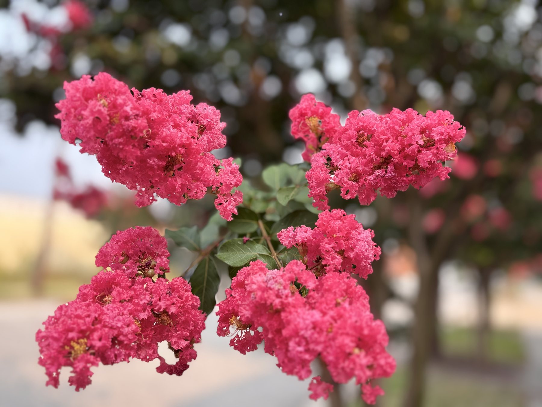 Bright pink flowers photographed during the internship
